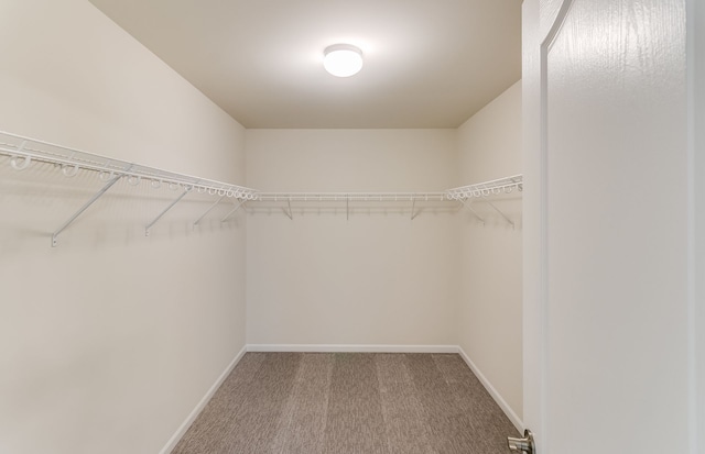 walk in closet featuring carpet