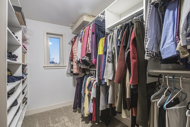 walk in closet with carpet flooring