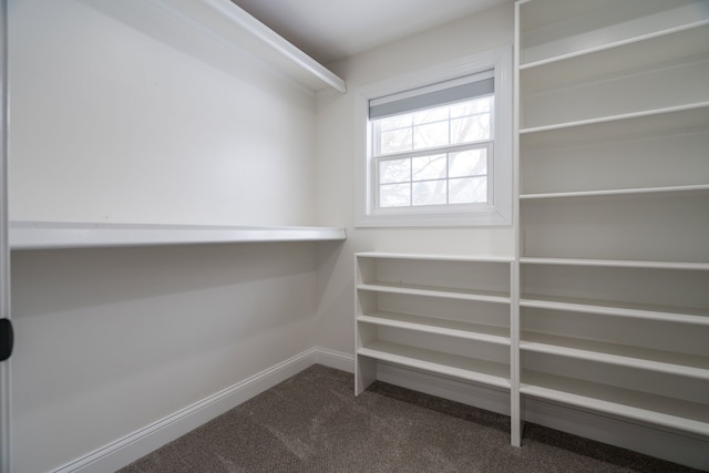 spacious closet featuring carpet floors