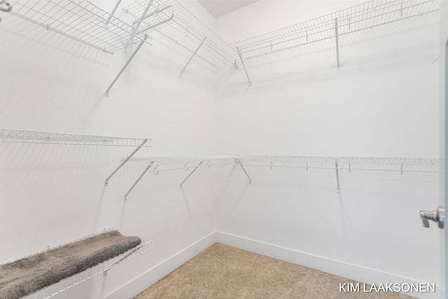 spacious closet featuring carpet floors