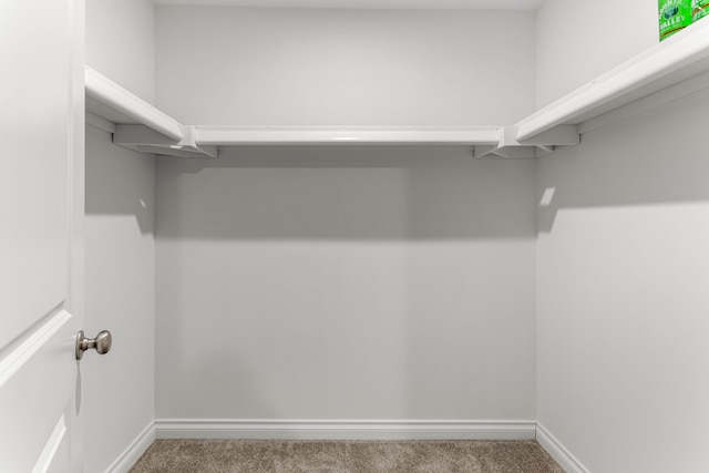 walk in closet with carpet floors