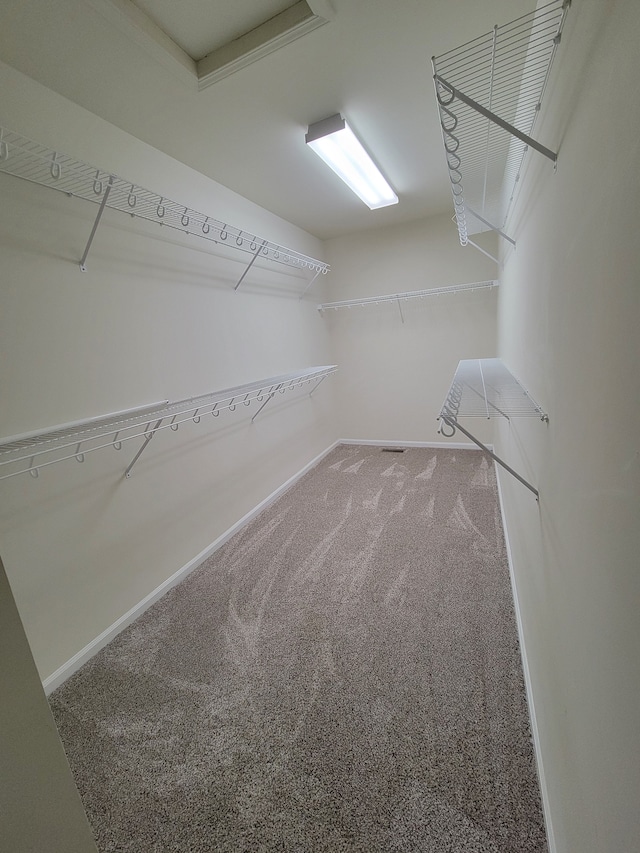 spacious closet featuring carpet