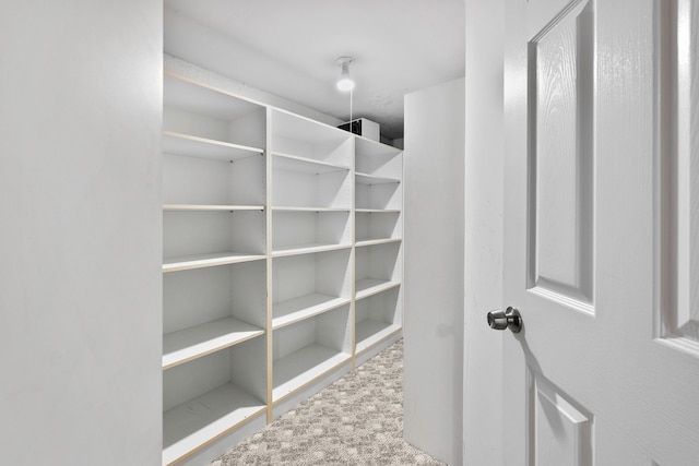 walk in closet featuring carpet floors