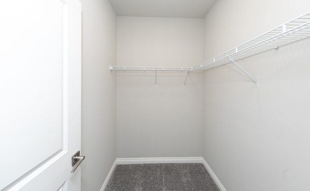 spacious closet featuring carpet