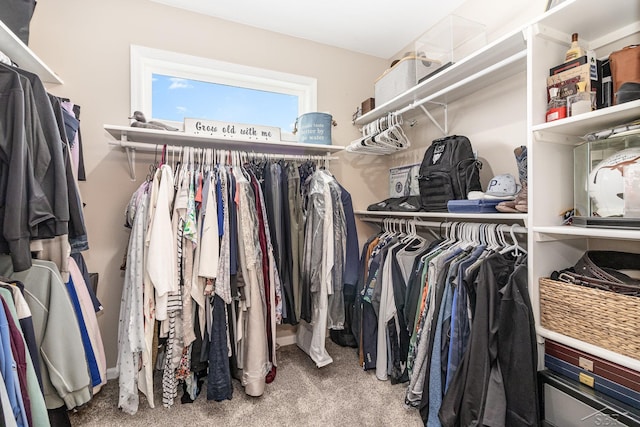 walk in closet with carpet floors