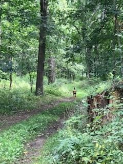 view of local wilderness