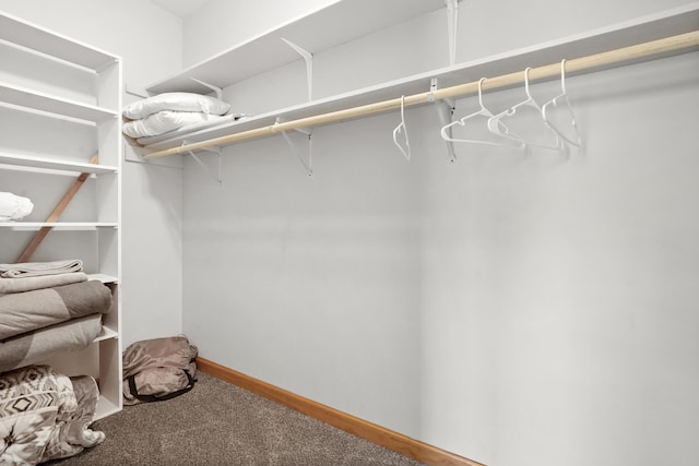 walk in closet featuring carpet flooring