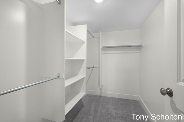 spacious closet featuring carpet flooring