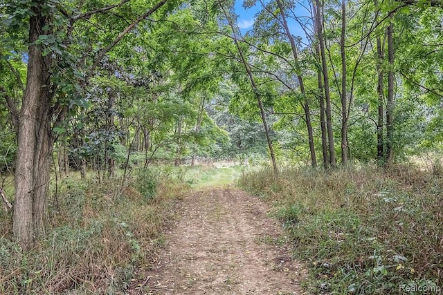 view of local wilderness