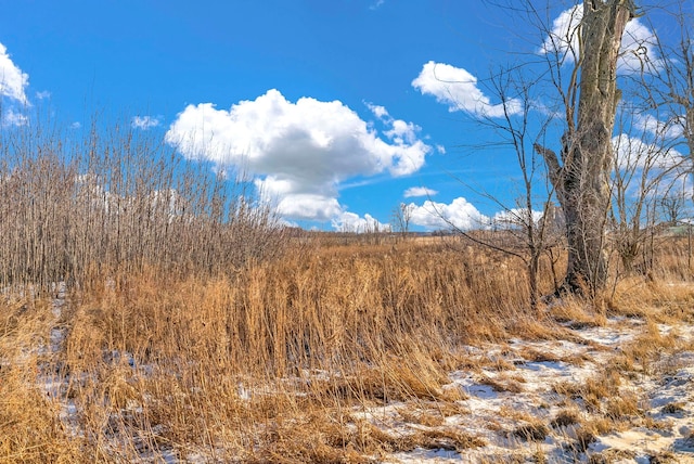 view of local wilderness