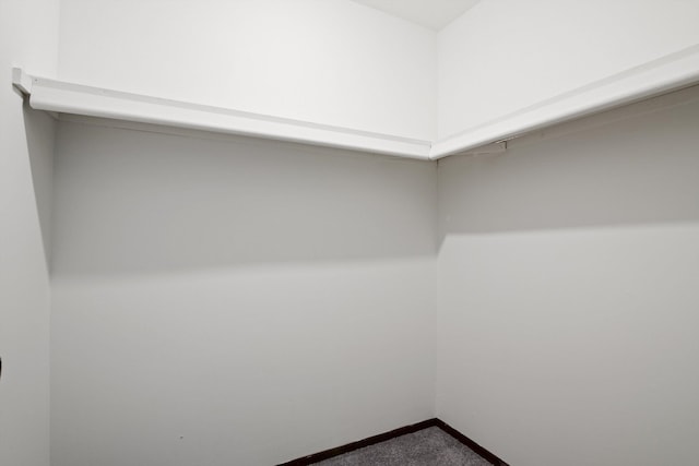 spacious closet featuring carpet flooring