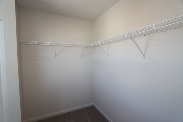 spacious closet featuring carpet floors