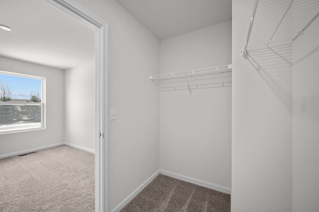 spacious closet featuring carpet floors