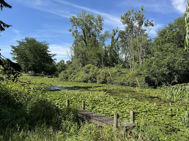 view of local wilderness