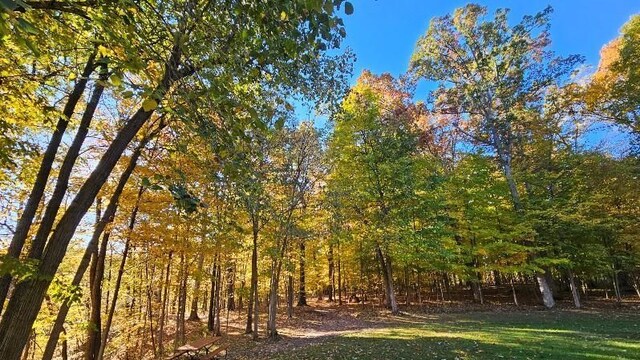 view of local wilderness