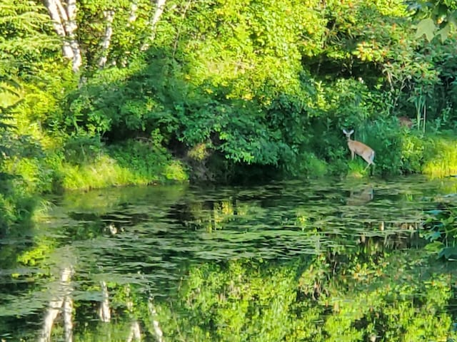 view of local wilderness