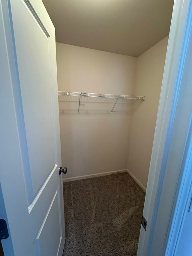 walk in closet featuring carpet flooring