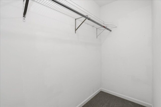 spacious closet featuring carpet floors