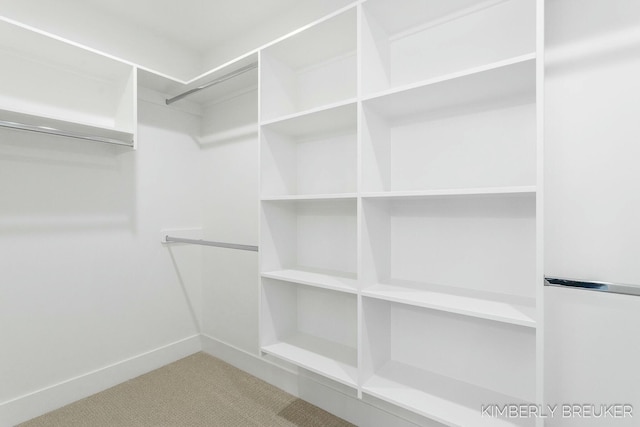 spacious closet featuring carpet flooring