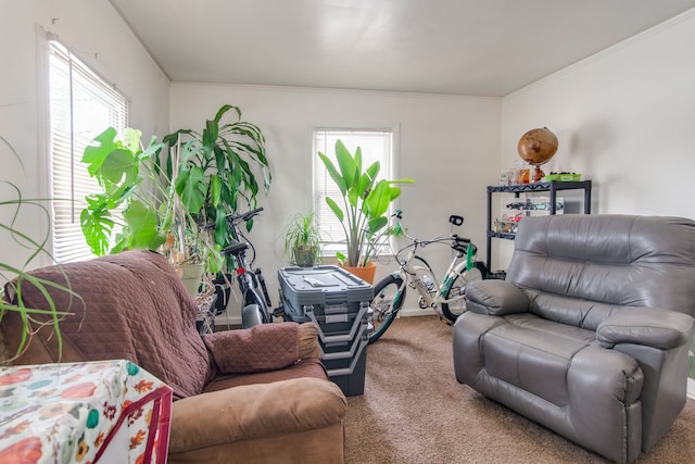 carpeted living room featuring a wealth of natural light and crown molding