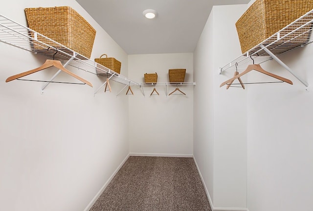 walk in closet featuring carpet flooring
