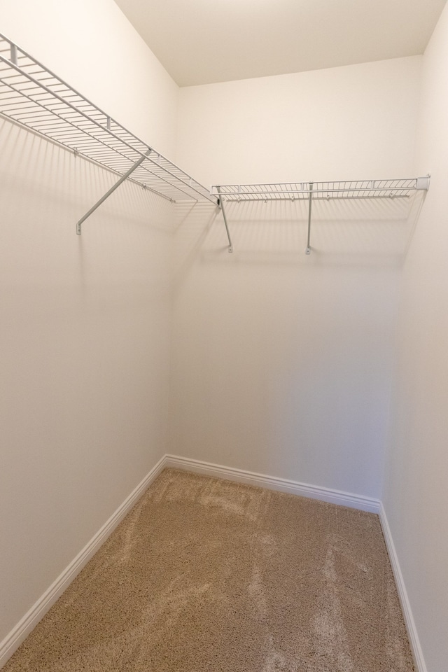 walk in closet with carpet flooring