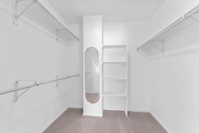 spacious closet featuring carpet