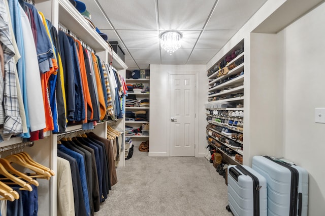 spacious closet featuring an inviting chandelier, a paneled ceiling, and carpet