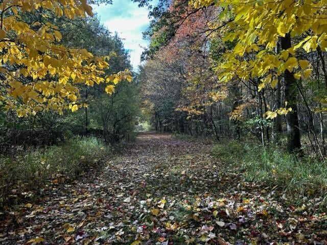 1084 38th St, Allegan, MI 49010 - view of nature
