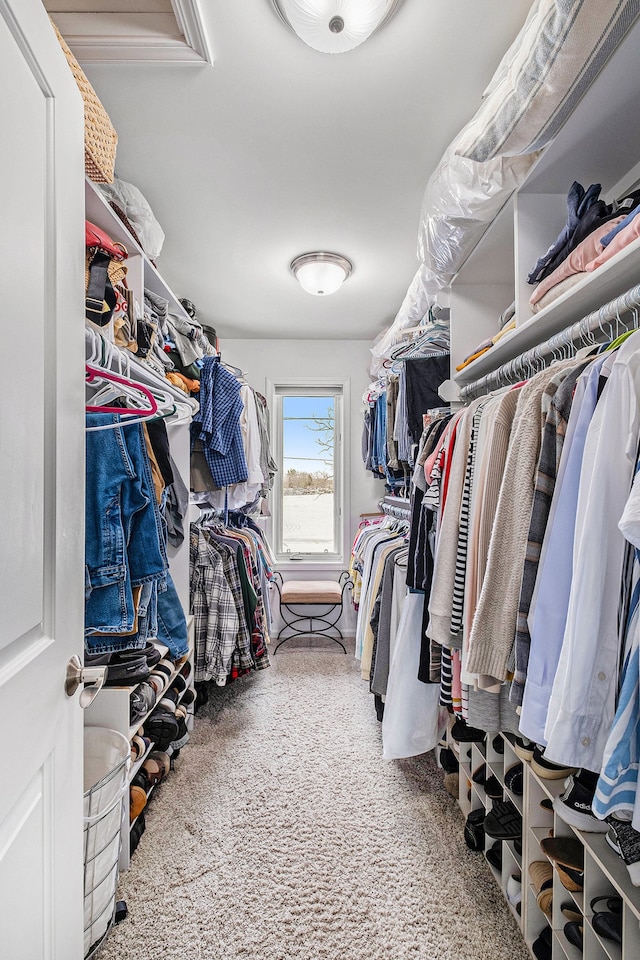 spacious closet featuring carpet