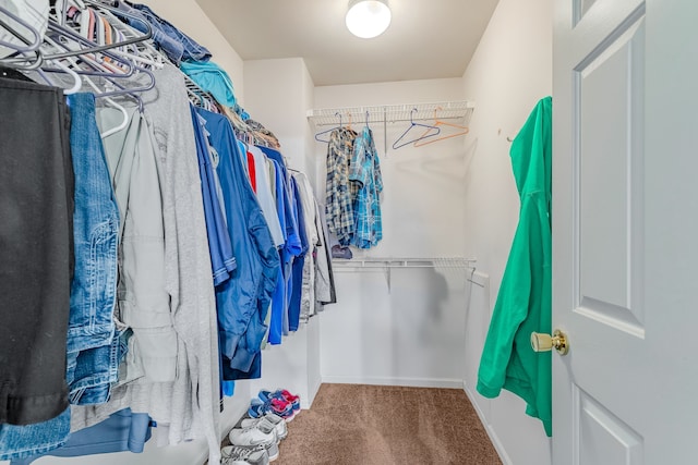 spacious closet featuring carpet