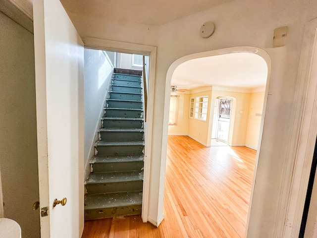 staircase featuring ceiling fan and hardwood / wood-style floors