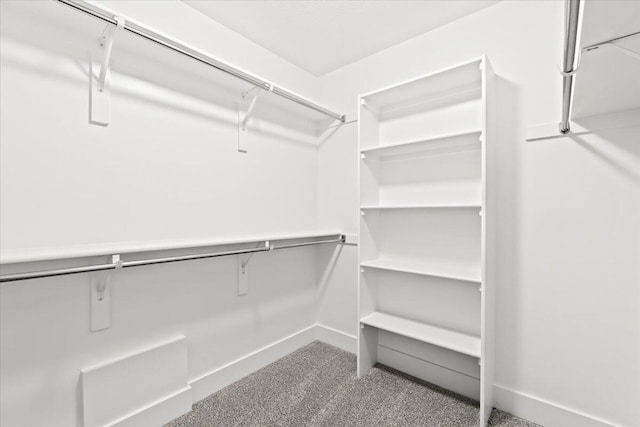 spacious closet featuring carpet flooring