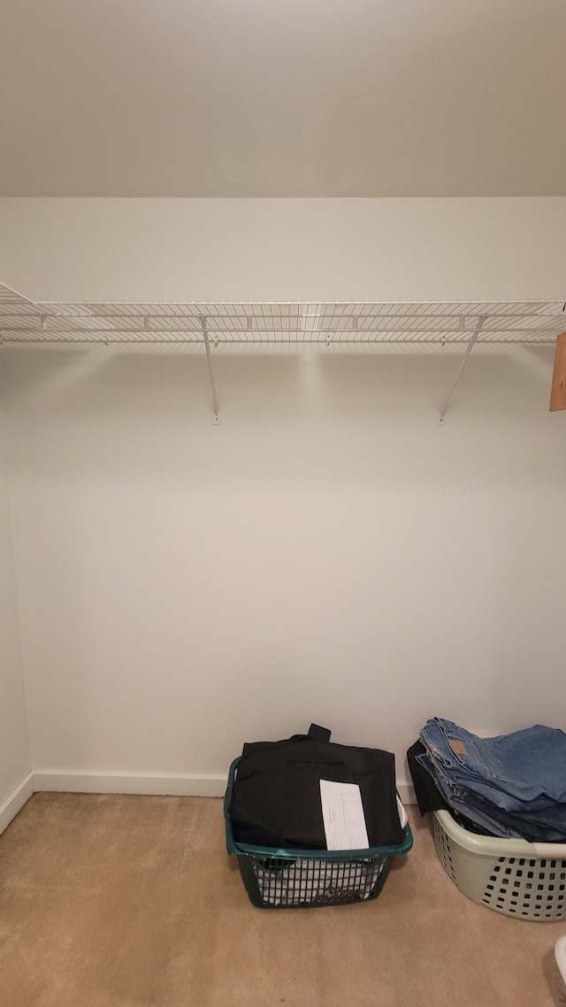 spacious closet featuring carpet flooring