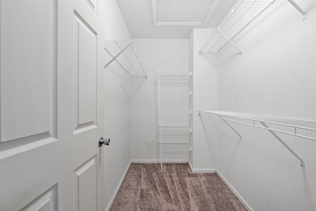 walk in closet with carpet floors