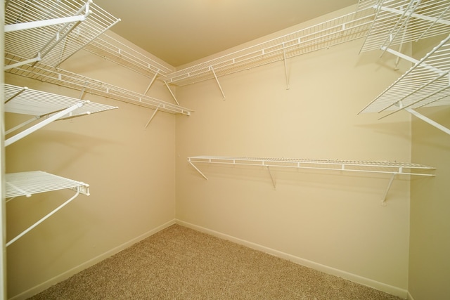 spacious closet featuring carpet floors