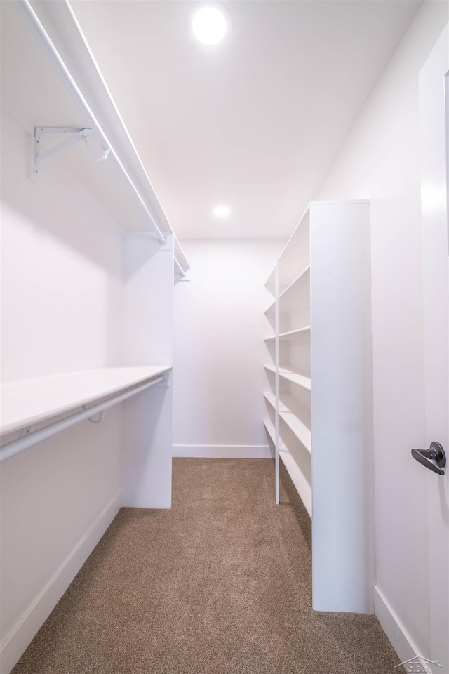 spacious closet featuring carpet floors