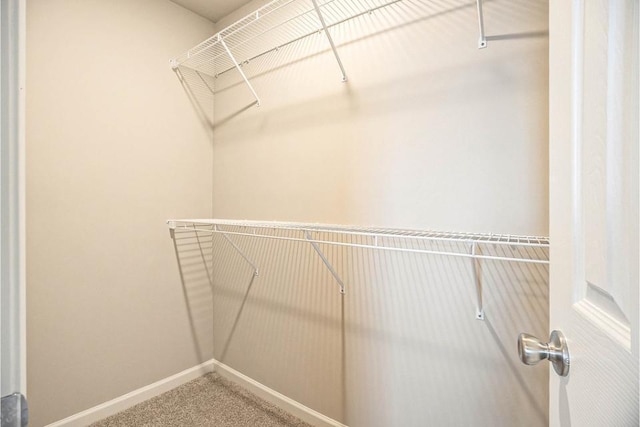 spacious closet featuring carpet