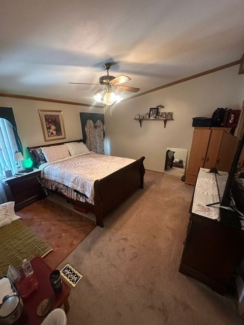 bedroom featuring crown molding, ceiling fan, and carpet flooring