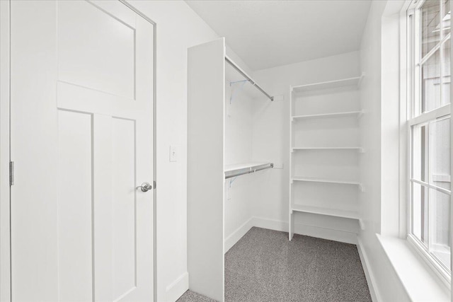 walk in closet featuring carpet flooring