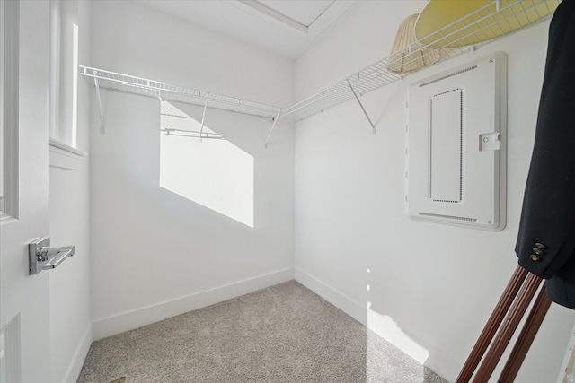 walk in closet featuring carpet floors