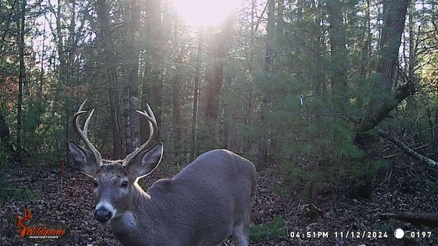 9322 E 56th St, Newaygo, MI 49337 - view of local wilderness