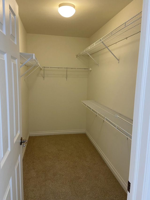 walk in closet featuring carpet flooring