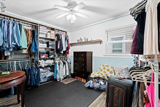 walk in closet featuring ceiling fan and wood-type flooring