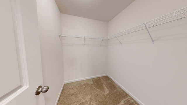 spacious closet featuring carpet floors