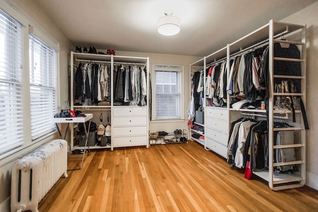 walk in closet with radiator heating unit and light hardwood / wood-style flooring