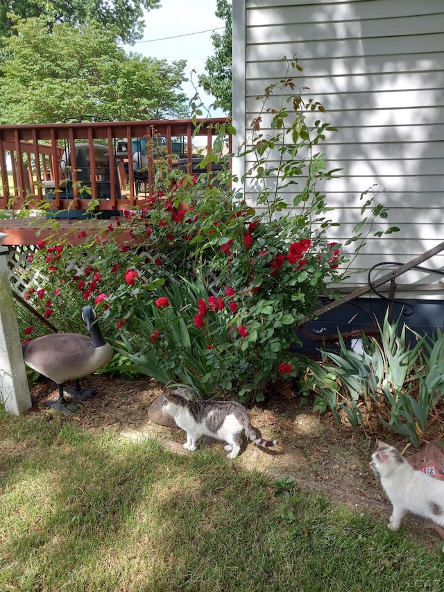 view of yard with a deck