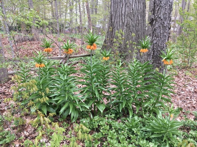 view of local wilderness