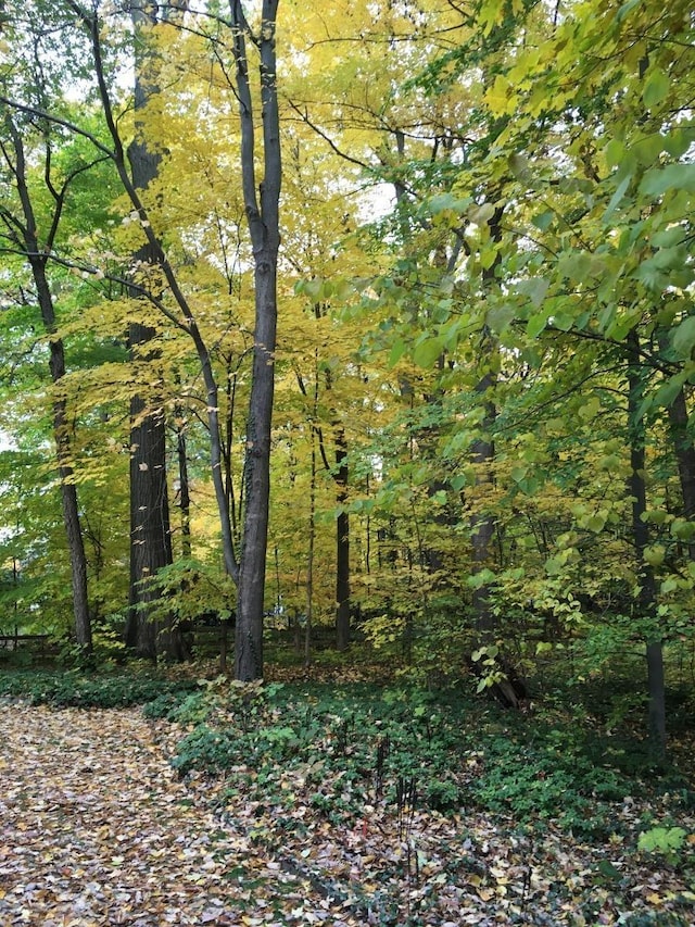 view of local wilderness