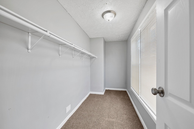 walk in closet featuring carpet floors